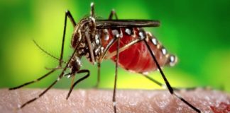 zika virus-central team in kerala