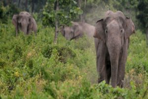 wild elephant-destroys crops-palakkad