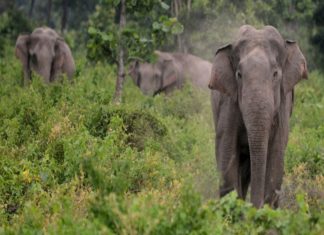 wild elephant-destroys crops-palakkad
