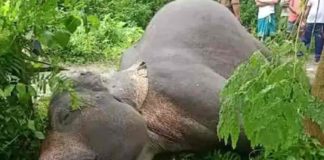 കോന്നി വനമേഖലയിലെ ആറ്റിൽ കാട്ടാനയുടെ മൃതദേഹം കണ്ടെത്തി Wild-Elephant-Dead-Body found