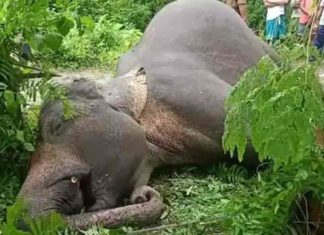 കോന്നി വനമേഖലയിലെ ആറ്റിൽ കാട്ടാനയുടെ മൃതദേഹം കണ്ടെത്തി Wild-Elephant-Dead-Body found