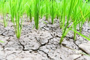 palakkad-less-rain-farmers-in-distress