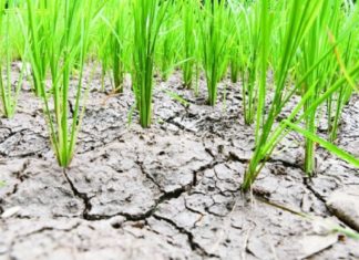 palakkad-less-rain-farmers-in-distress