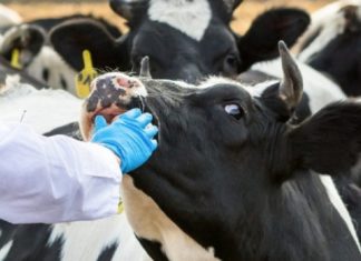 veterinary doctor issue-kasargod