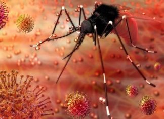 Zika Virus-Kozhikode