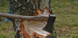 Wood smuggling kuttiady