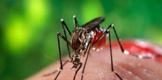 Zika In Kerala