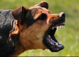 Dog attack in kannur chembilode