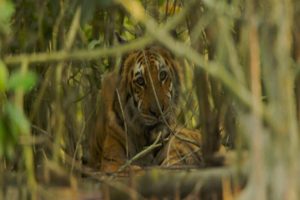 tiger