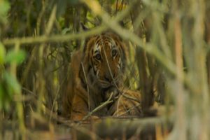 tiger fear wayanad