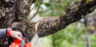 tree cutting MALAPPURAM