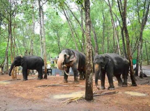 Elephant-in-Kotoor