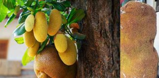 108 കിലോ ഭാരം; കൗതുകമായി ഭീമൻ തേൻവരിക്ക Kauthuka Vartha