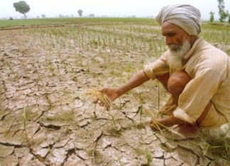 നെൽപ്പാടങ്ങളിൽ ചിലന്തി മണ്ഡരി ബാധ; എലവഞ്ചേരിയിലെ കർഷകർ ദുരിതത്തിൽ farmers issues in wayanad