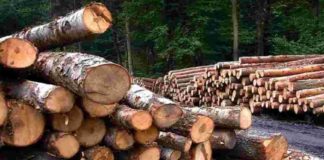 idukki-wood-smuggling