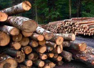 ഇടുക്കിയിലെ അനധികൃത മരംമുറി; അന്വേഷണം മരവിപ്പിച്ചതായി ആരോപണം idukki-wood-smuggling