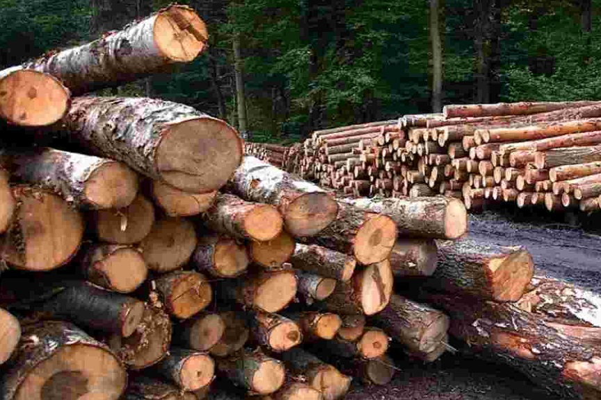 idukki-wood-smuggling idukki-wood-smuggling