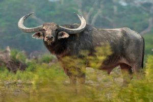 wild buffalo- attack in kakkayam