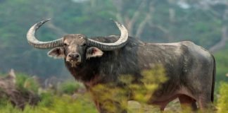 wild buffalo- attack in kakkayam