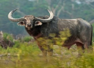 കാട്ടുപോത്ത് ആക്രമണം; കക്കയത്ത് വിനോദസഞ്ചാര കേന്ദ്രങ്ങൾ അടച്ചു wild buffalo- attack in kakkayam