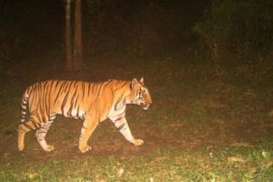 Tiger In wayanad