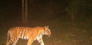 Tiger In wayanad