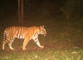 Tiger In wayanad