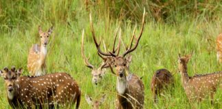 ജില്ലയിലെ പുള്ളിമാൻ വേട്ട; ഒളിവിൽ കഴിഞ്ഞ മൂവർ സംഘം കീഴടങ്ങി Deer hunting In Wayanad
