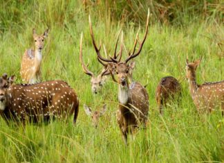 ജില്ലയിലെ പുള്ളിമാൻ വേട്ട; ഒളിവിൽ കഴിഞ്ഞ മൂവർ സംഘം കീഴടങ്ങി Deer hunting In Wayanad