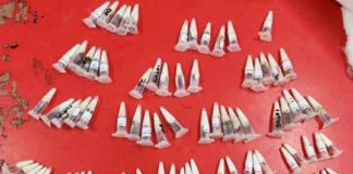 പോളണ്ടിൽ നിന്നെത്തിയ പാഴ്സലിൽ ജീവനുള്ള ചിലന്തികൾ Spiders-Inside-Parcel