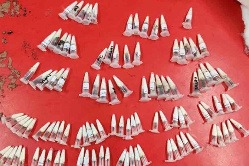 Spiders-Inside-Parcel Spiders-Inside-Parcel