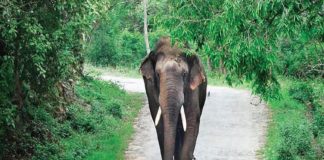 Wild Elephant In Kasaragod
