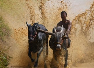 Kalapoottu In Malappuram