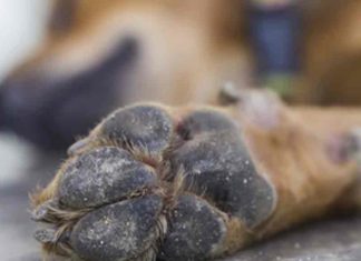 Animal-Cruelty
