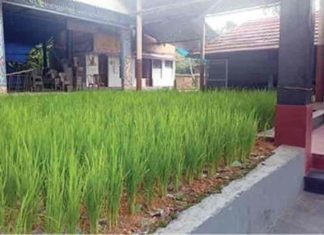 paddy-cultivation