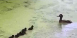 Spotlight- Viral Video