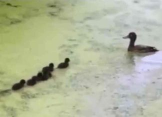 Spotlight- Viral Video