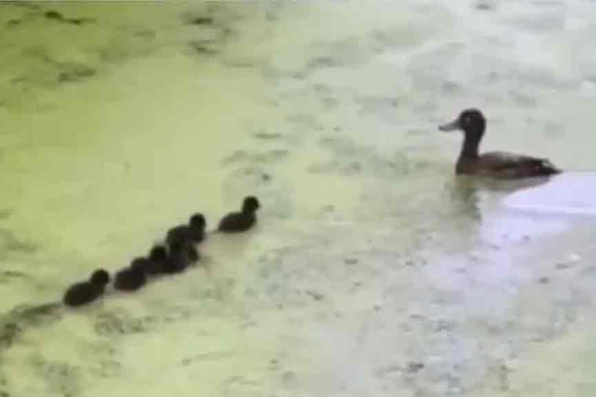 Spotlight- Viral Video Spotlight- Viral Video