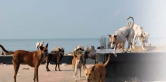 Street Dogs In Kozhikode