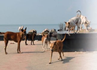 തെരുവ് നായ ശല്യം; പയ്യാനക്കലിൽ പുറത്തിറങ്ങാൻ പോലും കഴിയുന്നില്ലെന്ന് പരാതി Street Dogs In Kozhikode