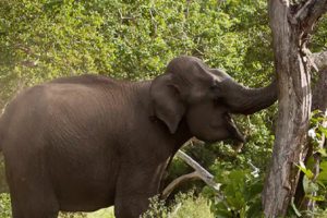 Wild Elephant-wayanad