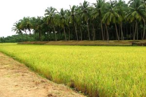 paddy-filed-palakkad