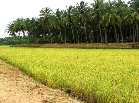 paddy-filed-palakkad
