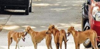 ജില്ലയിലെ ചെന്നലോട് പ്രദേശത്ത് തെരുവ് നായ ശല്യം രൂക്ഷം Street Dogs In Wayanad