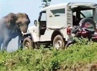 പത്തനംതിട്ടയിൽ കാട്ടാന ആക്രമണം; വനിതാ ഫോറസ്റ്റ് ഓഫീസര്ക്ക് പരിക്ക്