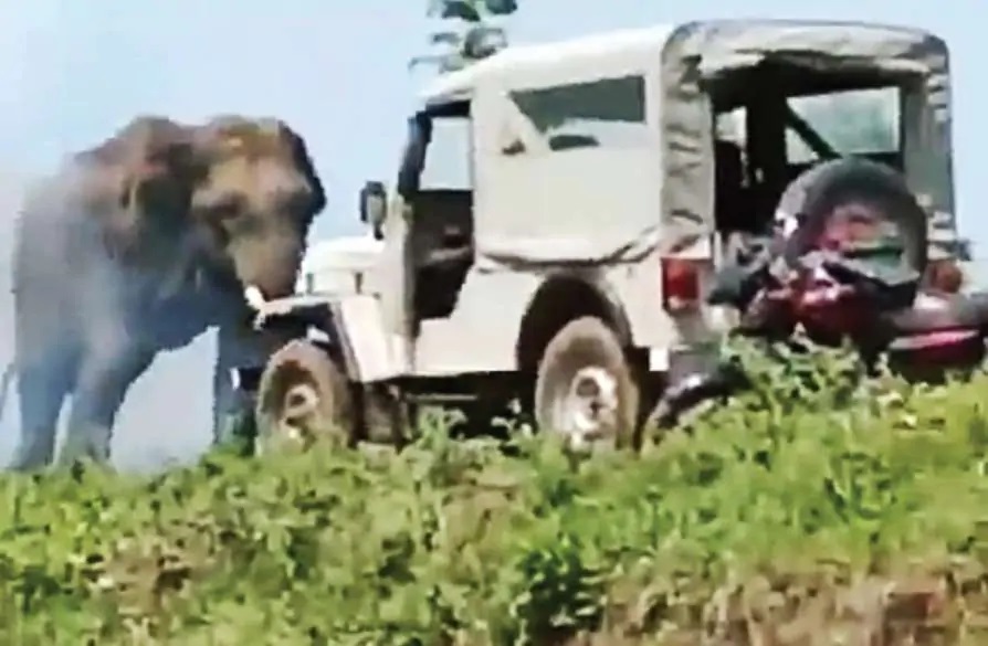 wild life animal attack