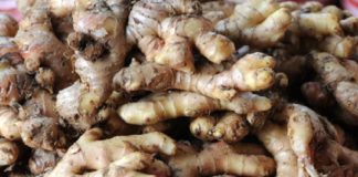 ആവശ്യക്കാരില്ല, വിലയുമില്ല; ഇഞ്ചി, വാഴക്കർഷകർ പ്രതിസന്ധിയിൽ Ginger cultivation