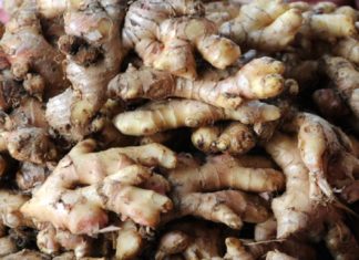 ആവശ്യക്കാരില്ല, വിലയുമില്ല; ഇഞ്ചി, വാഴക്കർഷകർ പ്രതിസന്ധിയിൽ Ginger cultivation