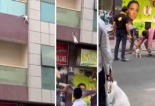 ഗർഭിണിയായ പൂച്ചയുടെ രക്ഷകർക്ക് ദുബായ് ഭരണാധികാരിയുടെ 40 ലക്ഷം രൂപ സമ്മാനം 4 heroes from viral cat rescue video