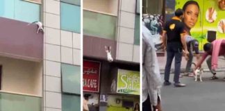 ഗർഭിണിയായ പൂച്ചയുടെ രക്ഷകർക്ക് ദുബായ് ഭരണാധികാരിയുടെ 40 ലക്ഷം രൂപ സമ്മാനം 4 heroes from viral cat rescue video